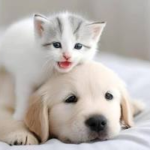 Petsshape com