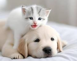 Discover Petsshape com: The Ultimate Guide to Happy Pets